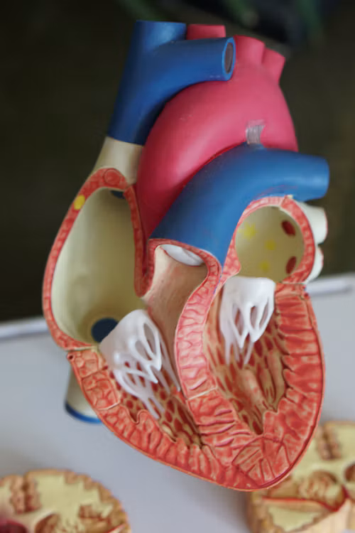 Cardiovascular Assessment